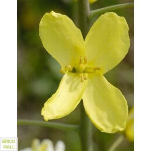 Brassica Oleracea - Pret | Preturi Brassica Oleracea