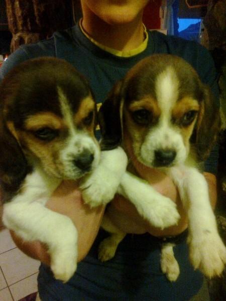 PUI BEAGLE DE VANZARE LA CEL MAI BUN PRET - Pret | Preturi PUI BEAGLE DE VANZARE LA CEL MAI BUN PRET