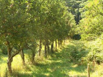 Vand 250 ha in TEREBNA- EDINET in Rep MOLDOVA - Pret | Preturi Vand 250 ha in TEREBNA- EDINET in Rep MOLDOVA