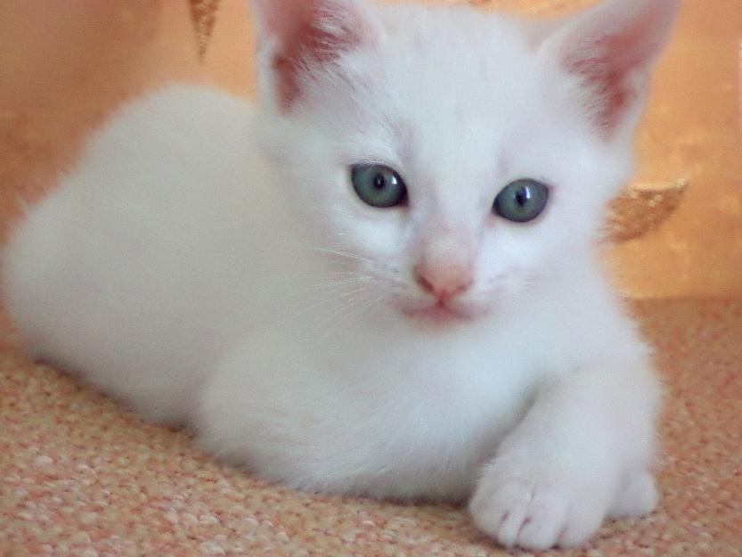 Vand pui de pisica albi rasa Angora Turceasca - Pret | Preturi Vand pui de pisica albi rasa Angora Turceasca