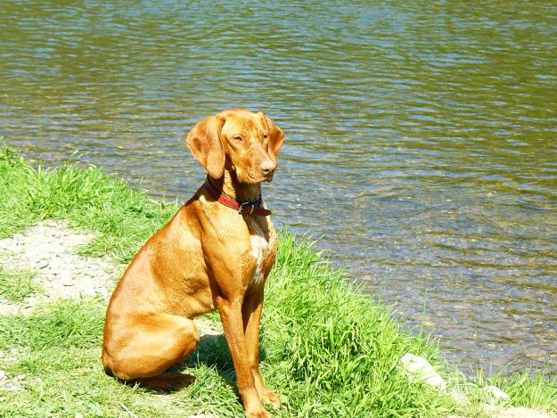 PUI VIZSLA MAGIARA DE VANZARE!! - Pret | Preturi PUI VIZSLA MAGIARA DE VANZARE!!