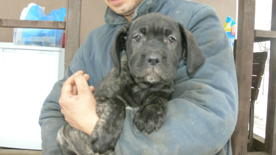 vand 2 femele cane corso - Pret | Preturi vand 2 femele cane corso