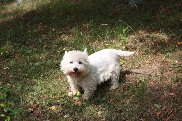 Femela adulta West Highland White Terrier (Westie) 3 ani, 400 ron! - Pret | Preturi Femela adulta West Highland White Terrier (Westie) 3 ani, 400 ron!