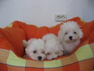 Pui Bichon Maltese - Pret | Preturi Pui Bichon Maltese