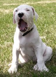 vand pui dog aregentinian cu pedigree - Pret | Preturi vand pui dog aregentinian cu pedigree