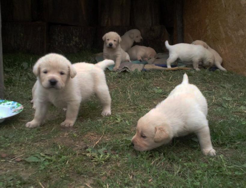 Vand catei Labrador Retriever crem, negru si ciocolatiu - Pret | Preturi Vand catei Labrador Retriever crem, negru si ciocolatiu