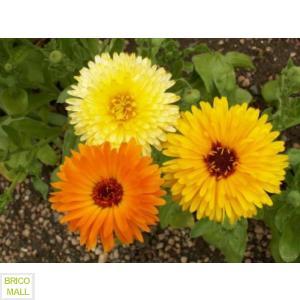 Calendula  Officinalis Pacific Beauty - Pret | Preturi Calendula  Officinalis Pacific Beauty