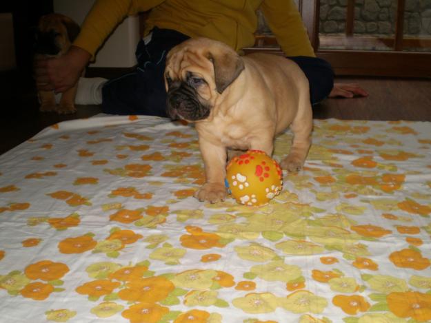 vand catei rasa bullmastiff - Pret | Preturi vand catei rasa bullmastiff