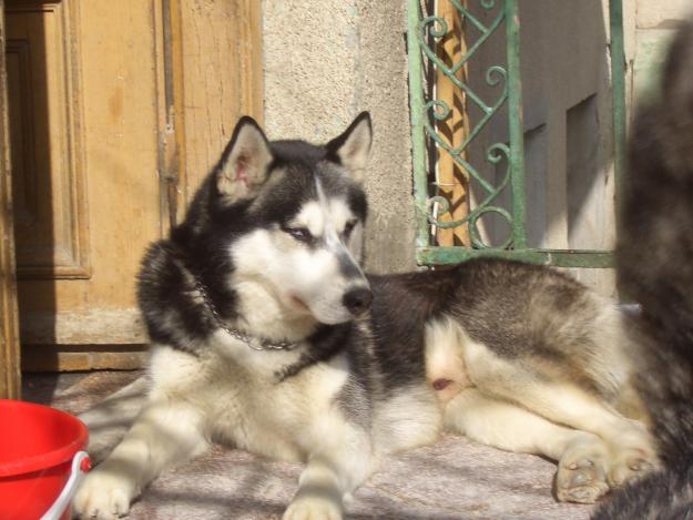 mascul husky pentru monta - Pret | Preturi mascul husky pentru monta