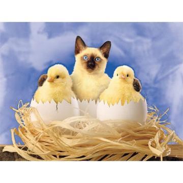 Puzzle Clementoni Tandrete (1000 piese) - Pret | Preturi Puzzle Clementoni Tandrete (1000 piese)