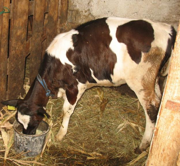Vand vitea rasa Holstein - Pret | Preturi Vand vitea rasa Holstein