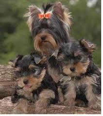 CATELUSI YORKSHIRE TERRIER - Pret | Preturi CATELUSI YORKSHIRE TERRIER