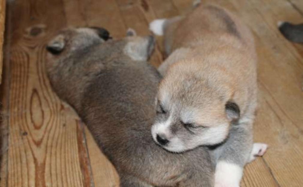 Akita Inu de Vanzare masculi si femele - Pret | Preturi Akita Inu de Vanzare masculi si femele