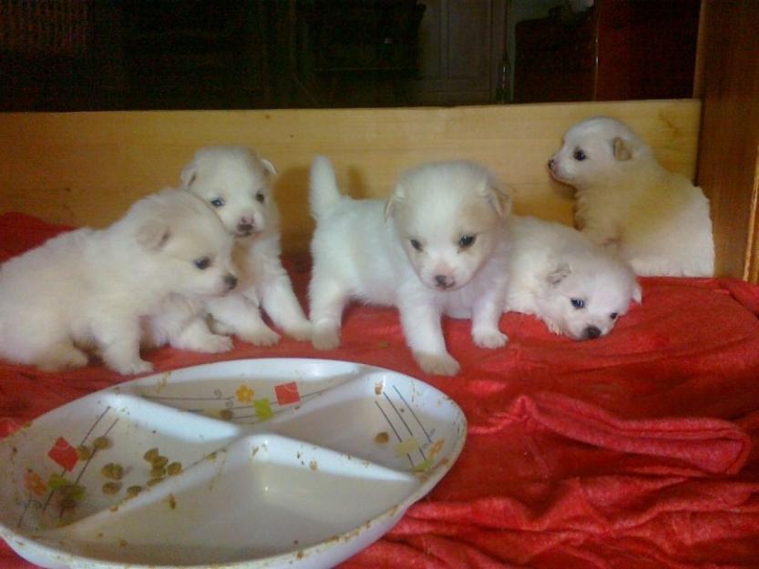 catei pomeranian toy de vanzare - Pret | Preturi catei pomeranian toy de vanzare