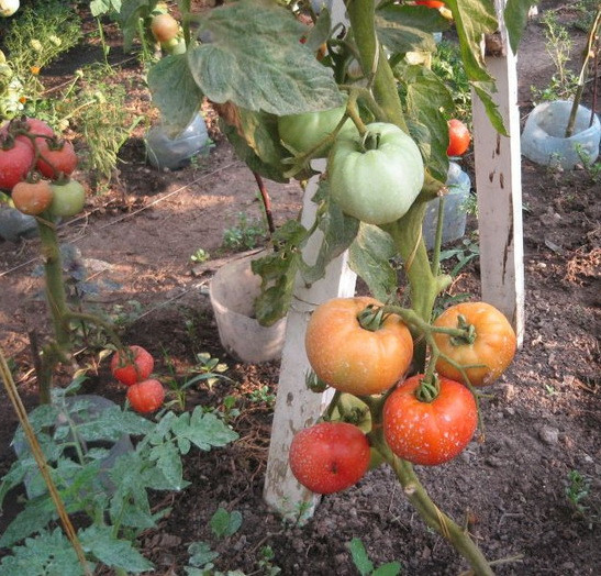 De vanzare seminte tomate - Pret | Preturi De vanzare seminte tomate