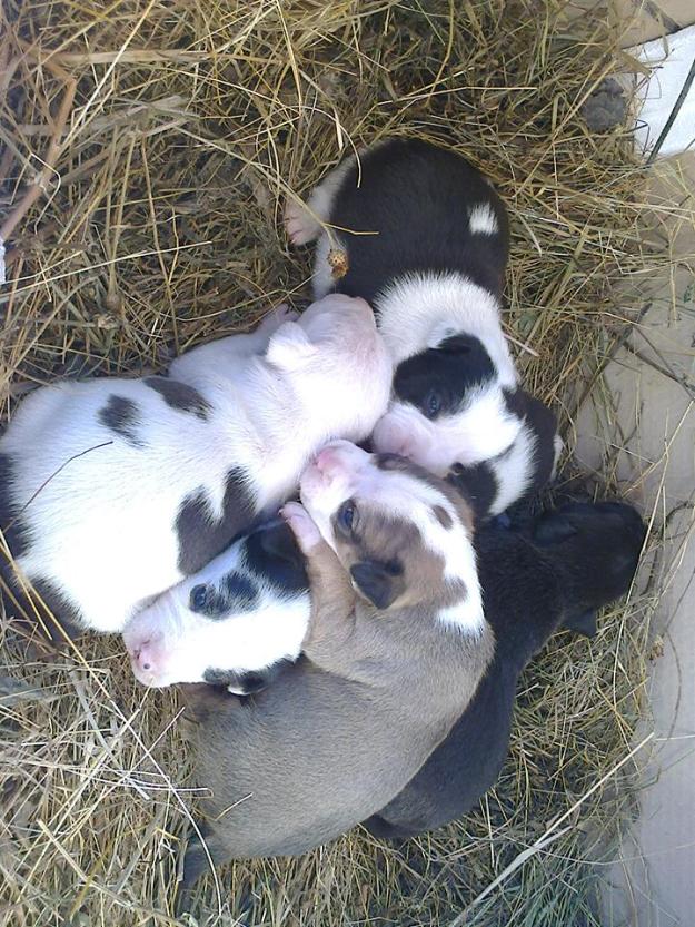 masculi pitbull - Pret | Preturi masculi pitbull