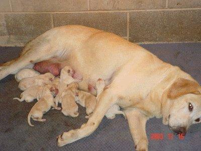 Labrador Retriever - Pret | Preturi Labrador Retriever