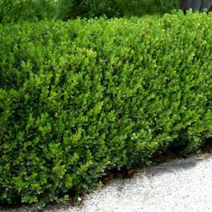 Vand ARBUSTI ORNAMENTALI Buxus si Tuia - Pret | Preturi Vand ARBUSTI ORNAMENTALI Buxus si Tuia