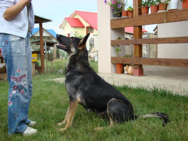 Dresaj canin in Iasi - Pret | Preturi Dresaj canin in Iasi