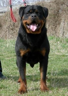 ROTTWEILER de vanzare - Pret | Preturi ROTTWEILER de vanzare