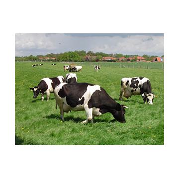 Vaci Holstein - Pret | Preturi Vaci Holstein