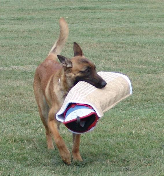 Vand pui Ciobanesc Belgian Malinois,pret de crescator!!! - Pret | Preturi Vand pui Ciobanesc Belgian Malinois,pret de crescator!!!