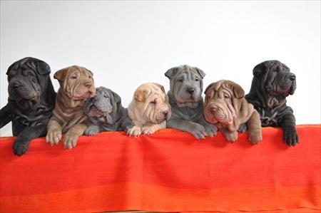 CRESCATOR SHAR PEI VAND PUI SUPERBI CULORI DIVERSE - Pret | Preturi CRESCATOR SHAR PEI VAND PUI SUPERBI CULORI DIVERSE