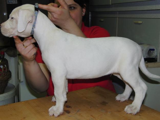 Dog Argentinian de vanzare - Pret | Preturi Dog Argentinian de vanzare