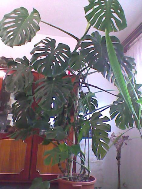 Planta decor Philodendron (monstera) 2m - Pret | Preturi Planta decor Philodendron (monstera) 2m