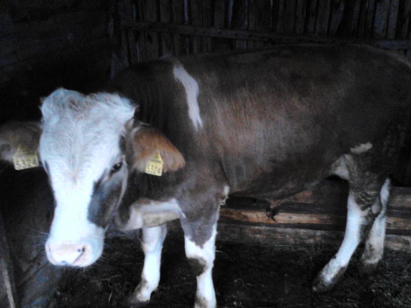 vand vitel rasa baltata romaneasca - Pret | Preturi vand vitel rasa baltata romaneasca