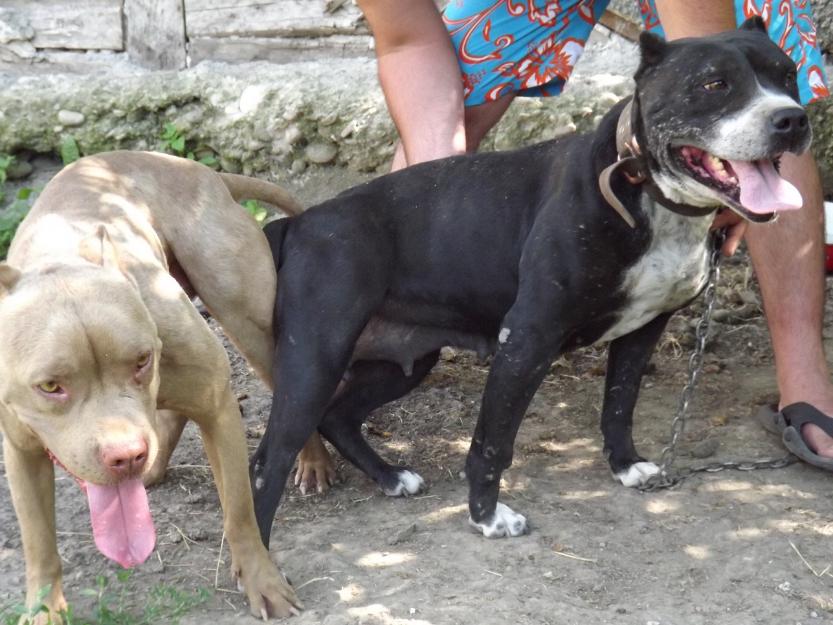 Vand pui pitbull 100 euro - Pret | Preturi Vand pui pitbull 100 euro