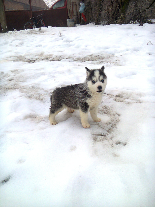 vind pui husky - Pret | Preturi vind pui husky