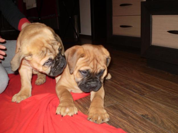catei bullmastiff cu pedigree - Pret | Preturi catei bullmastiff cu pedigree