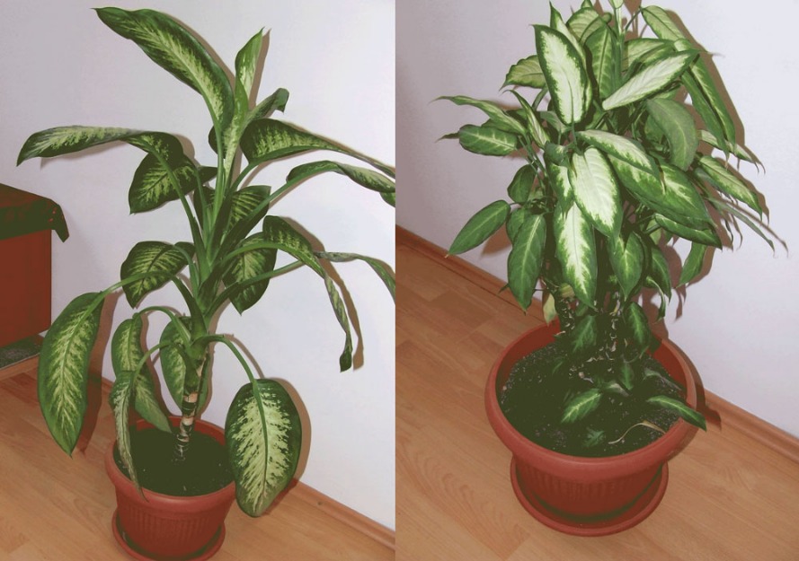 Vand 2 plante de decor de 100 cm inaltime, respectiv 60 cm - Pret | Preturi Vand 2 plante de decor de 100 cm inaltime, respectiv 60 cm