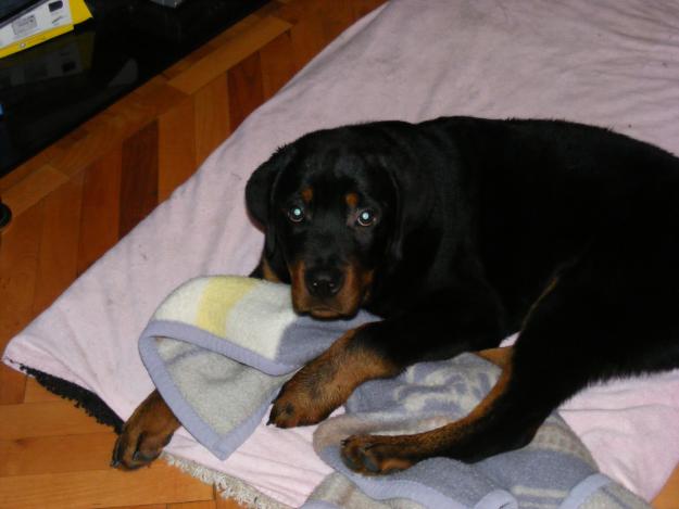 VAND PUI ROTWEILLER CU PEDIGREE - Pret | Preturi VAND PUI ROTWEILLER CU PEDIGREE