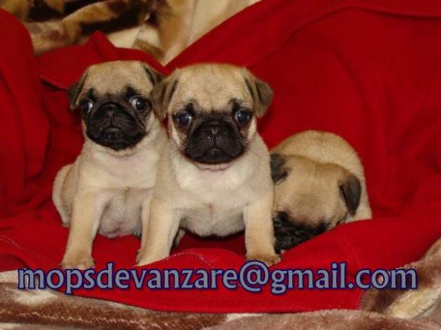 de vanzare catei Mops - Pret | Preturi de vanzare catei Mops