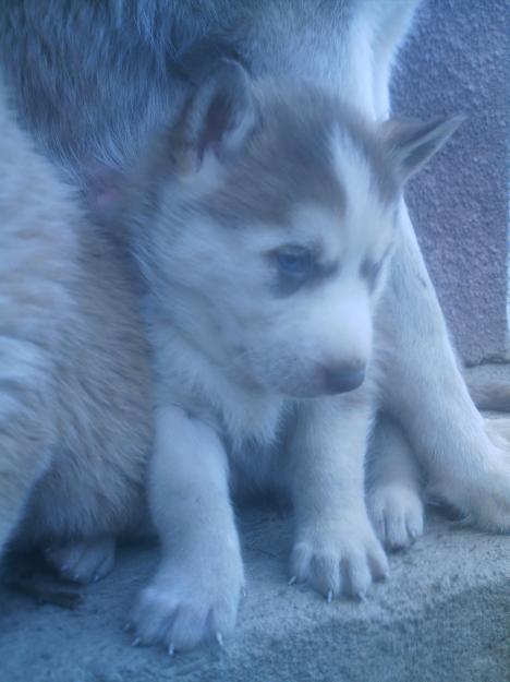 Vând căţei HUSKY, de 6 săptămâni - Pret | Preturi Vând căţei HUSKY, de 6 săptămâni