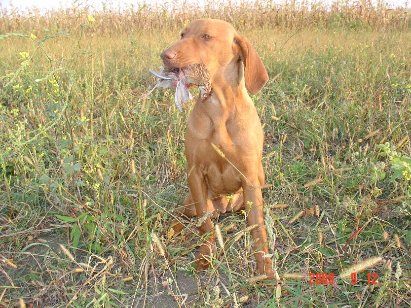 Mascul de vizsla maghiara - Pret | Preturi Mascul de vizsla maghiara