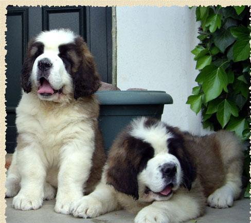 saint bernard - Pret | Preturi saint bernard