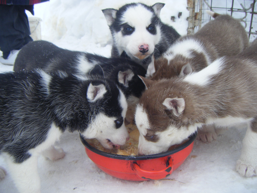 Vand 2 Husky Siberieni - Pret | Preturi Vand 2 Husky Siberieni