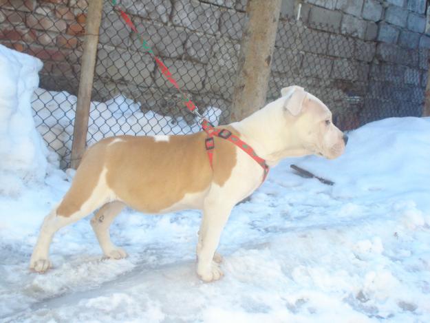 amstaff - Pret | Preturi amstaff