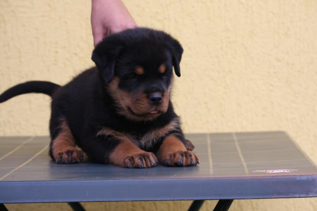 Catei Rottweiler - Pret | Preturi Catei Rottweiler