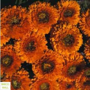 Calendula  Officinalis Balls Orange - Pret | Preturi Calendula  Officinalis Balls Orange