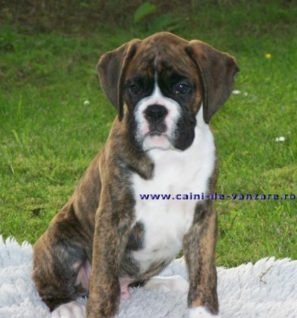 Bucuresti - caini Boxer de vanzare - Pret | Preturi Bucuresti - caini Boxer de vanzare
