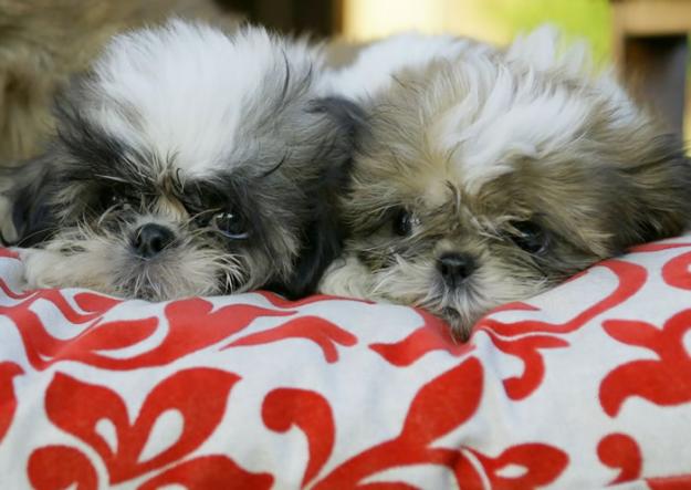 Shih Tzu de vanzare disponibili acum de Craciun - Pret | Preturi Shih Tzu de vanzare disponibili acum de Craciun