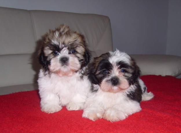 de vanzare SHIH-TZU, vand pui de SHIH-TZU - Pret | Preturi de vanzare SHIH-TZU, vand pui de SHIH-TZU