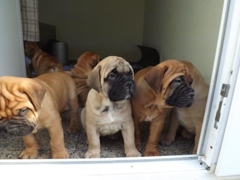 vand catei bullmastiff - Pret | Preturi vand catei bullmastiff