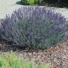 butasi si flori de lavanda - Pret | Preturi butasi si flori de lavanda