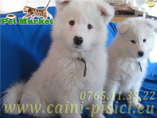Samoyed de vanzare - Pret | Preturi Samoyed de vanzare
