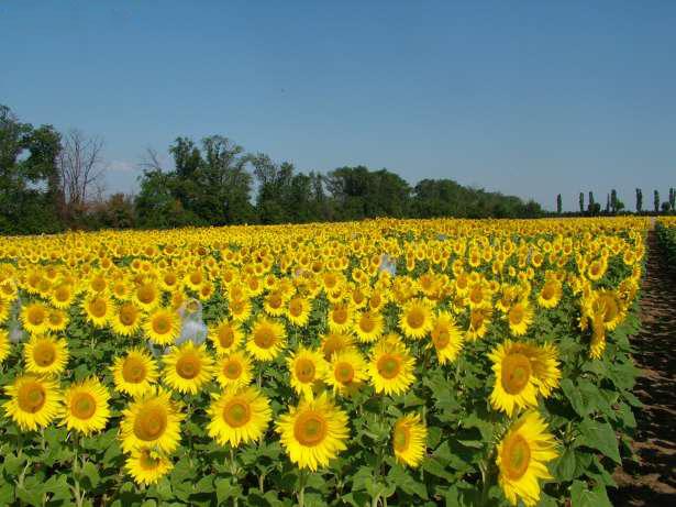 Particular, vand teren agricol Iepuresti,jud. Giurgiu - Pret | Preturi Particular, vand teren agricol Iepuresti,jud. Giurgiu